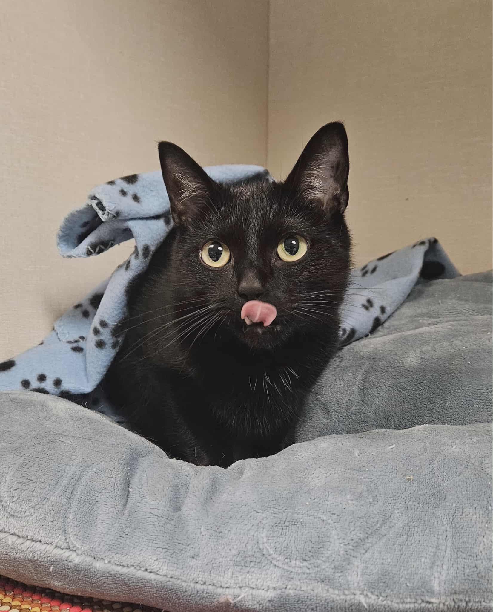 Enlarge Kava, a Adoptable Domestic Short Hair in Wapakoneta, OH image 2/2