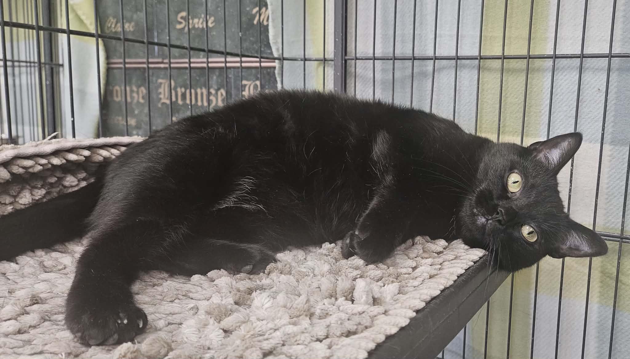Kava, a Adoptable Domestic Short Hair in Wapakoneta, OH image 5/6