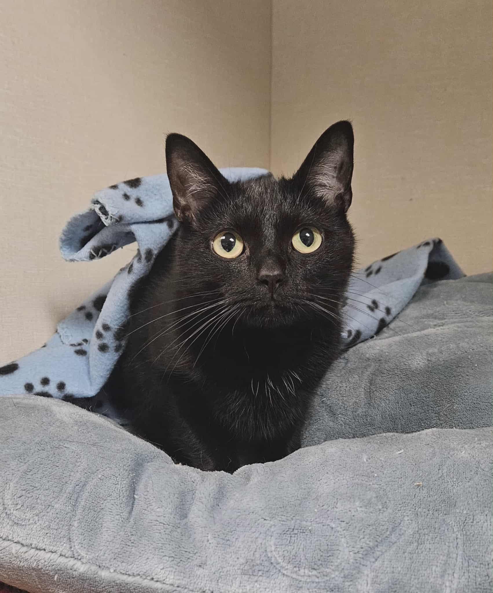 Enlarge Kava, a Adoptable Domestic Short Hair in Wapakoneta, OH image 1/2