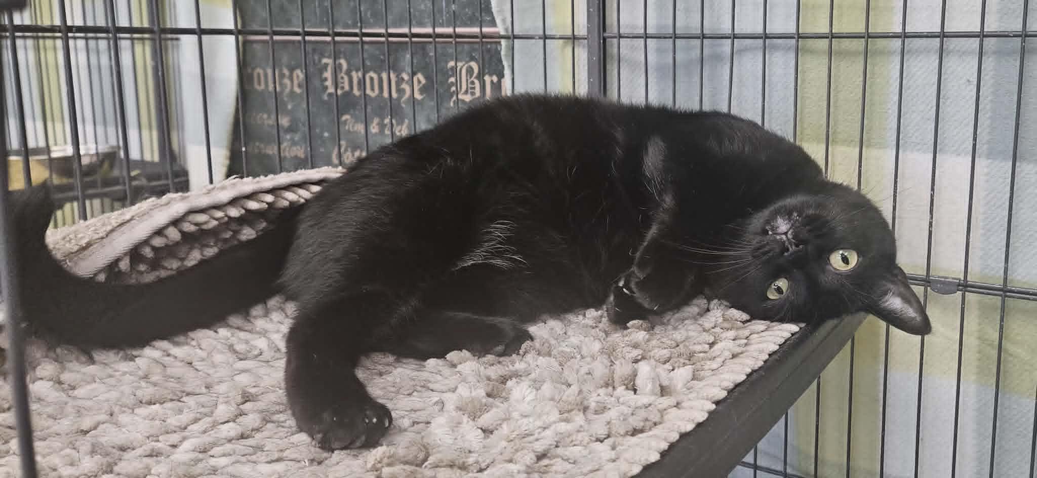 Kava, a Adoptable Domestic Short Hair in Wapakoneta, OH image 3/6