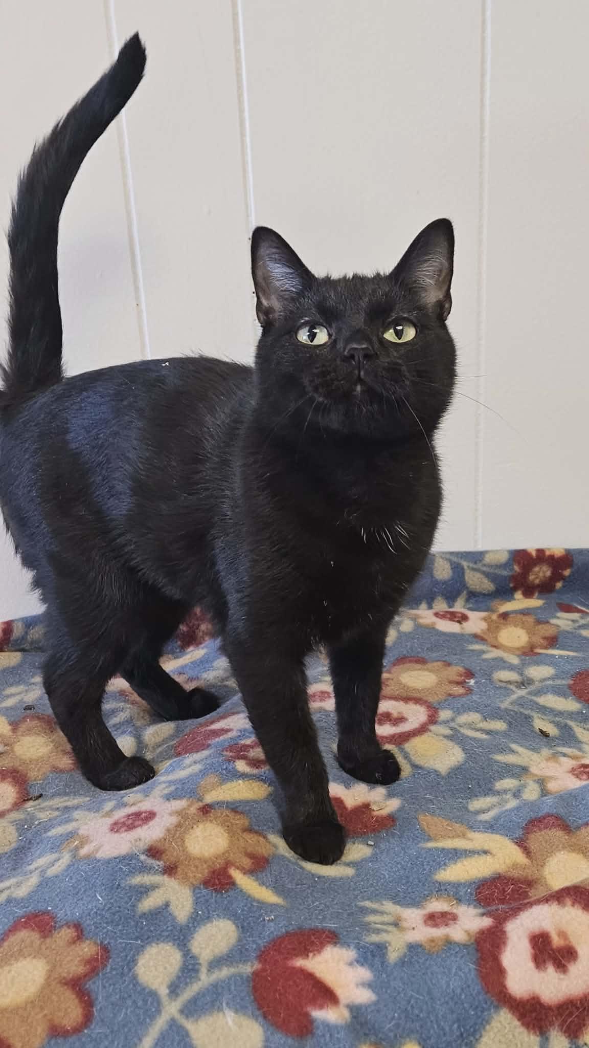 Enlarge Kava, a Adoptable Domestic Short Hair in Wapakoneta, OH image 3/4