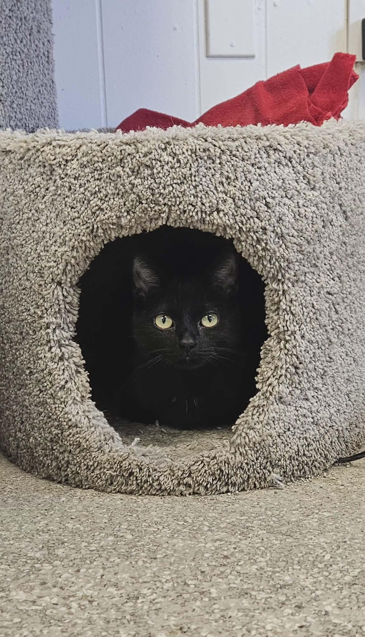 Enlarge Kava, a Adoptable Domestic Short Hair in Wapakoneta, OH image 4/4