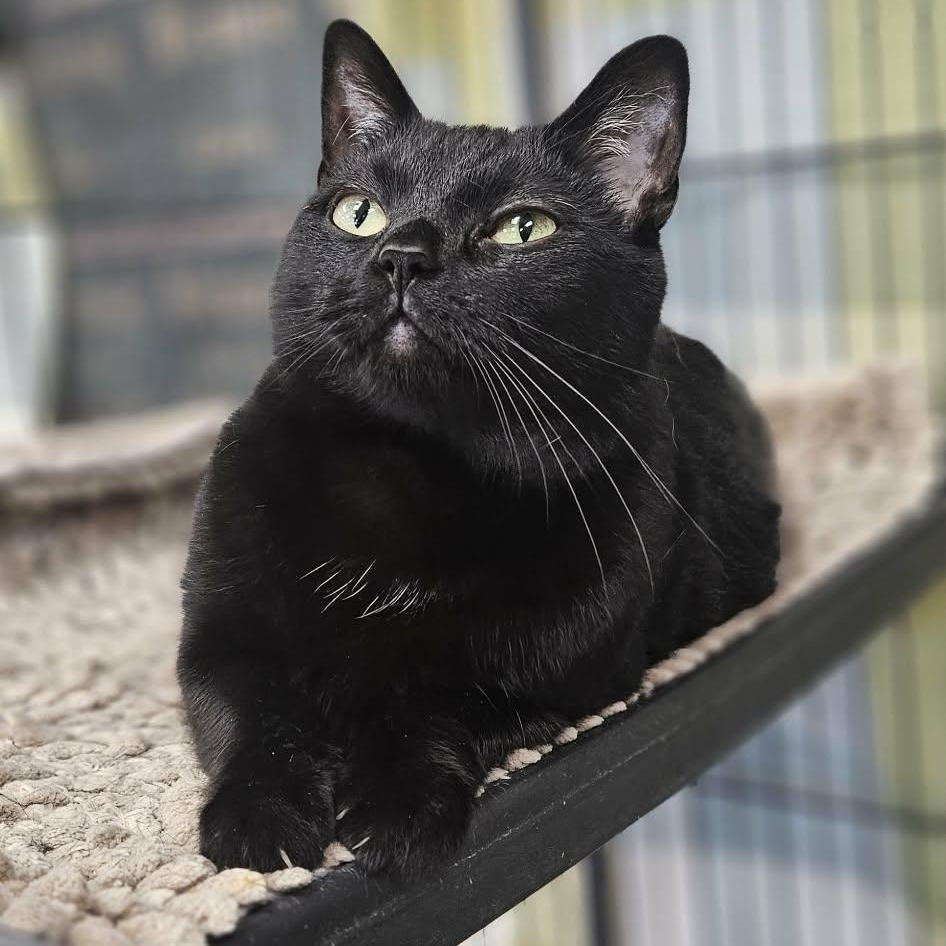 Kava, a Adoptable Domestic Short Hair in Wapakoneta, OH image 1/6
