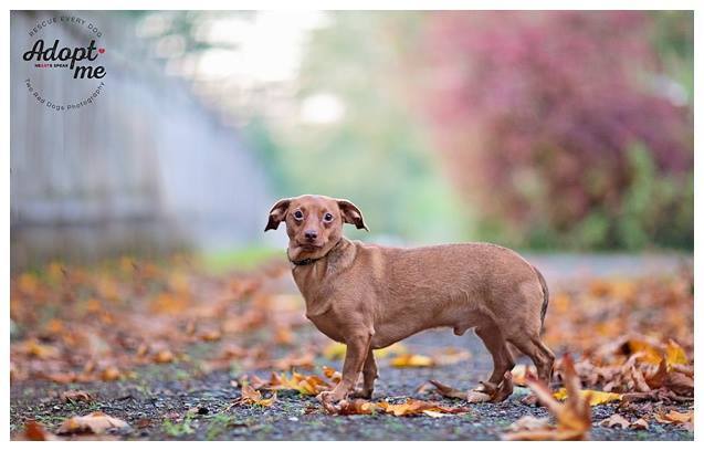 Enlarge Choco, a Adoptable Dachshund in Seattle, WA image 1/6