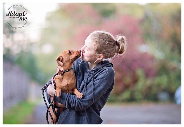Enlarge Choco, a Adoptable Dachshund in Seattle, WA image 2/6