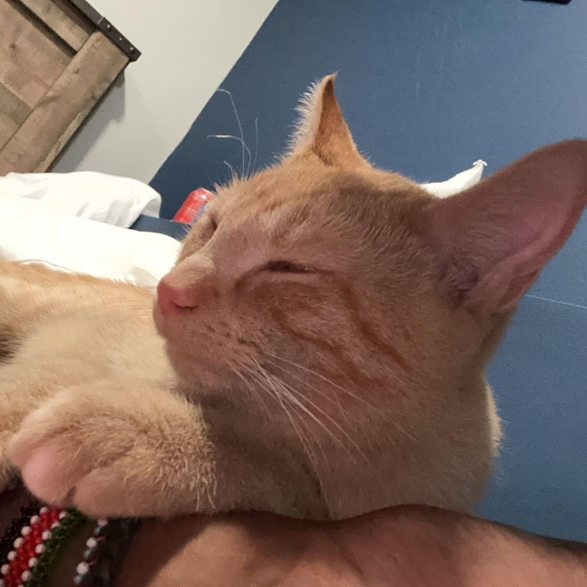 Enlarge Phil and Marvin, a Adoptable Domestic Short Hair in Blaine, MN image 3/5