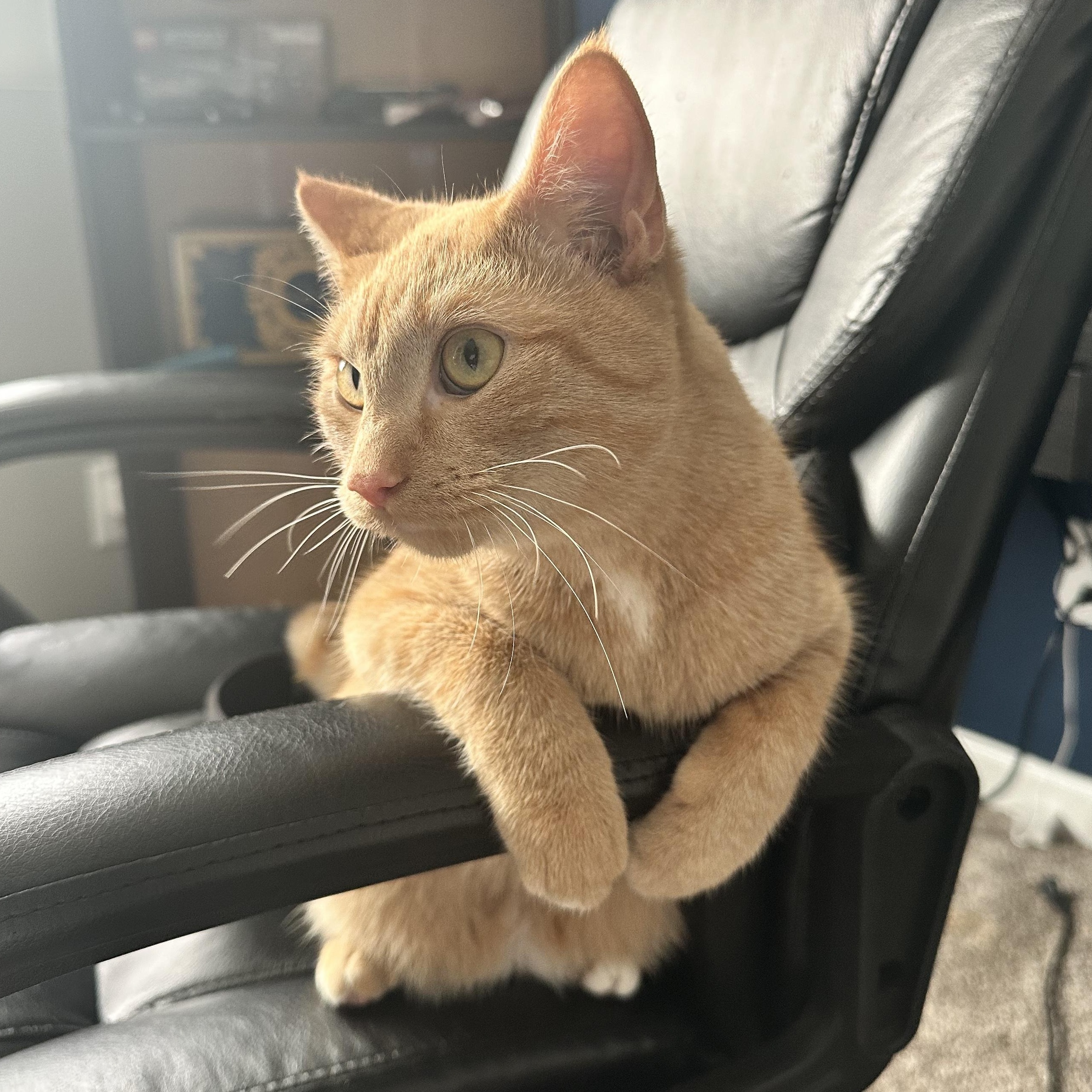 Enlarge Phil and Marvin, a Adoptable Domestic Short Hair in Blaine, MN image 1/5