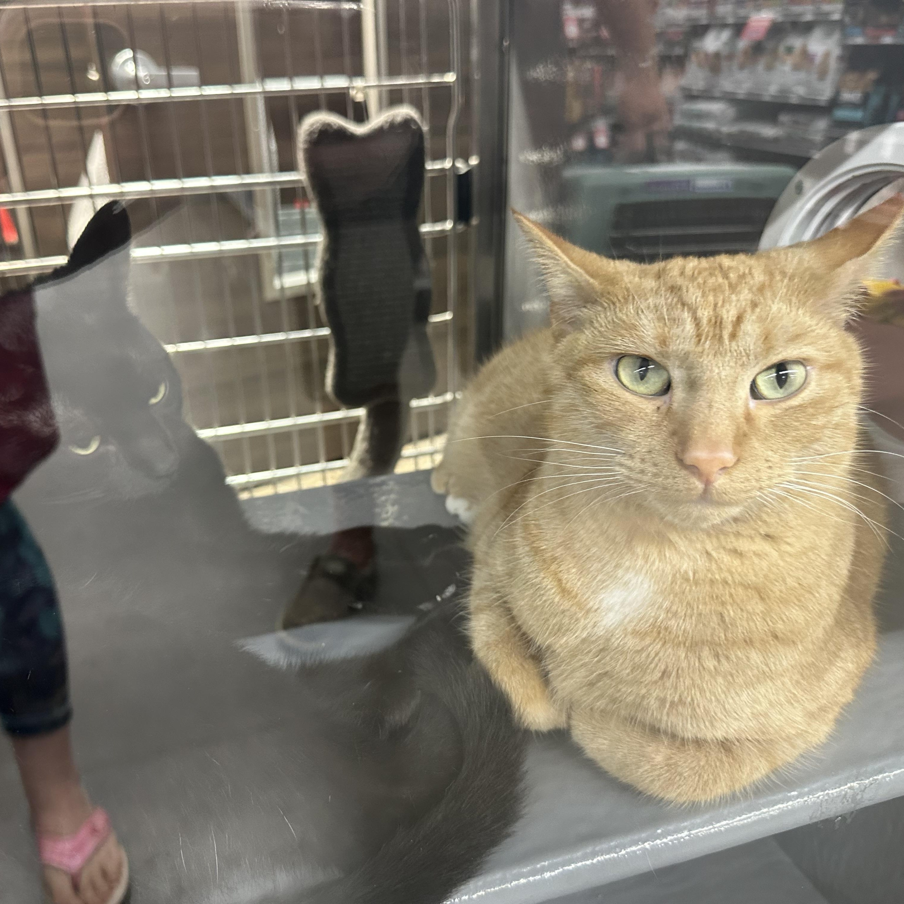 Enlarge Phil and Marvin, a Adoptable Domestic Short Hair in Blaine, MN image 4/5