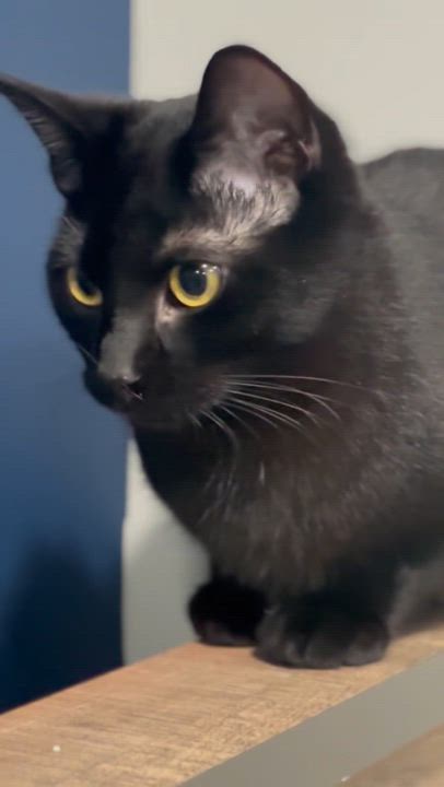 Enlarge Phil and Marvin, a Adoptable Domestic Short Hair in Blaine, MN video 5/5