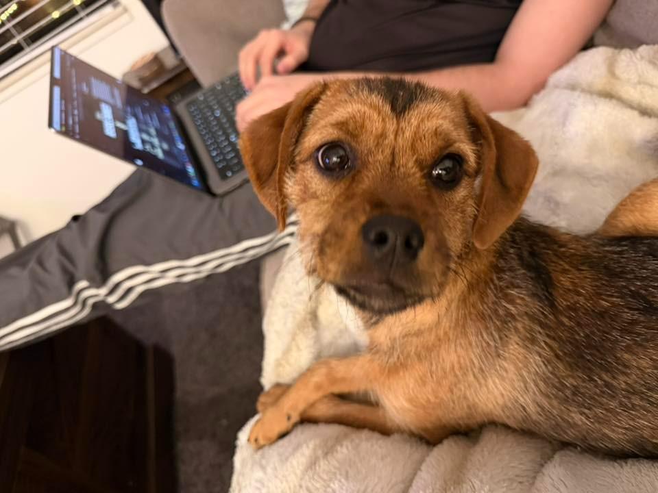 Tahini $500, Adoptable, Puppy Female Chihuahua & Dachshund.