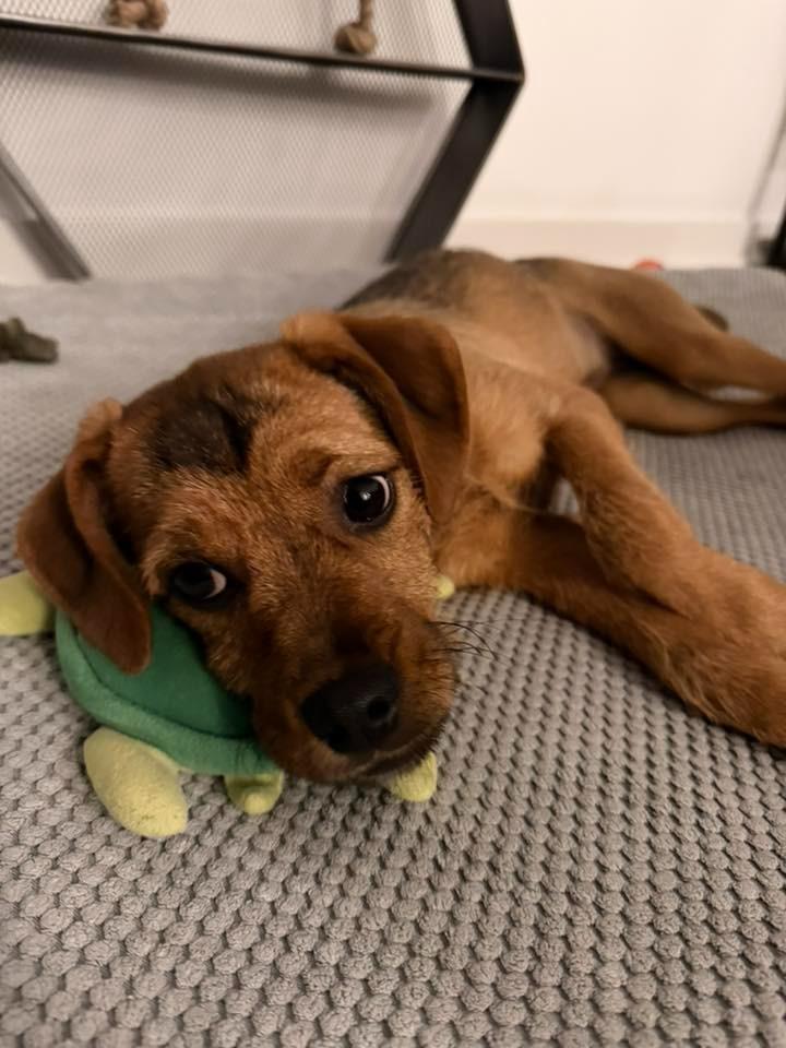 Enlarge Tahini $500, a Adoptable mixed breed in Milwaukee, WI image 2/5