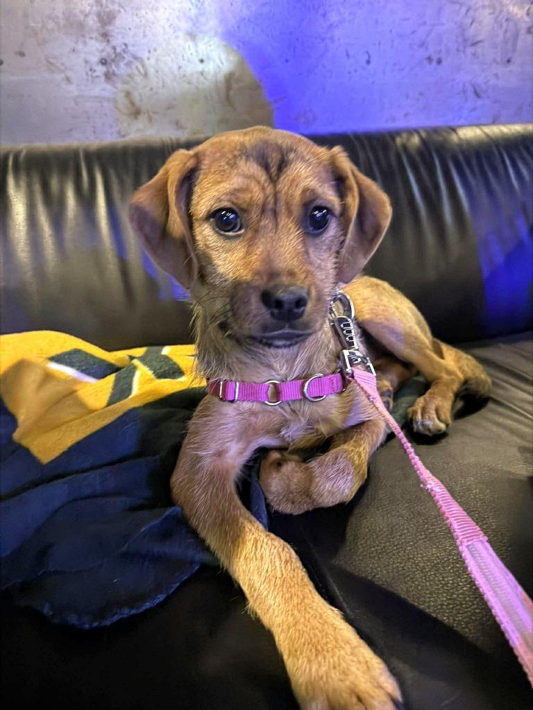 Enlarge Tahini $500, a Adoptable mixed breed in Milwaukee, WI image 3/5