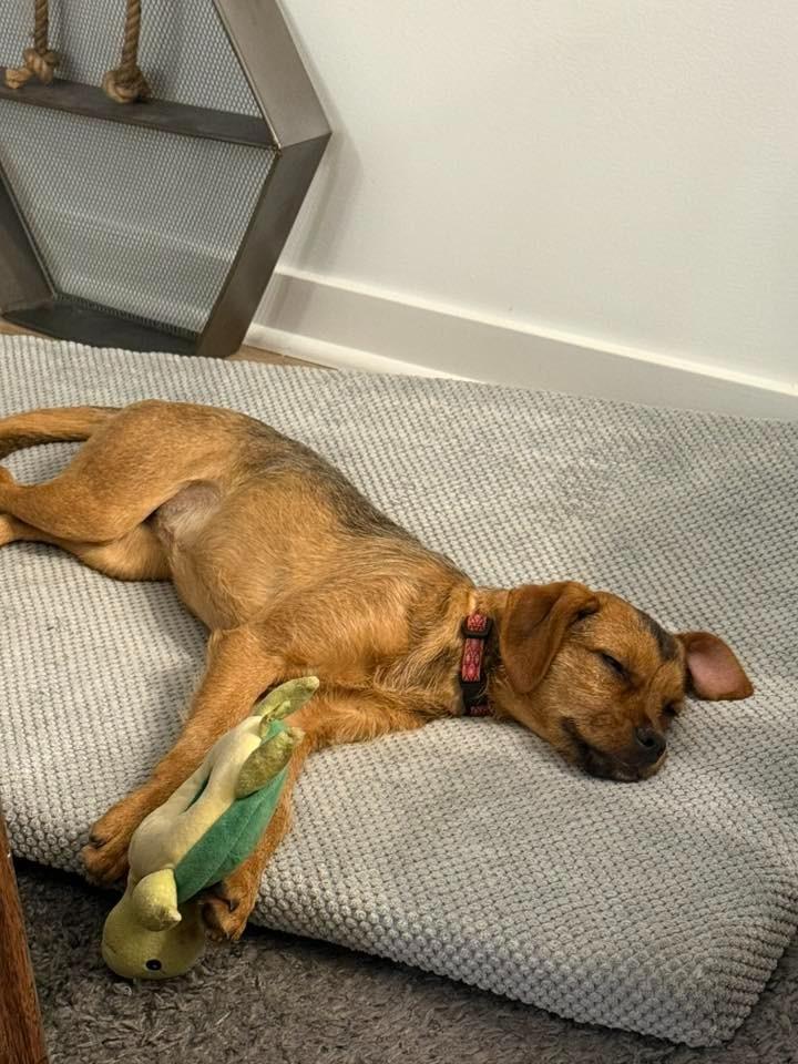 Enlarge Tahini $500, a Adoptable mixed breed in Milwaukee, WI image 4/5