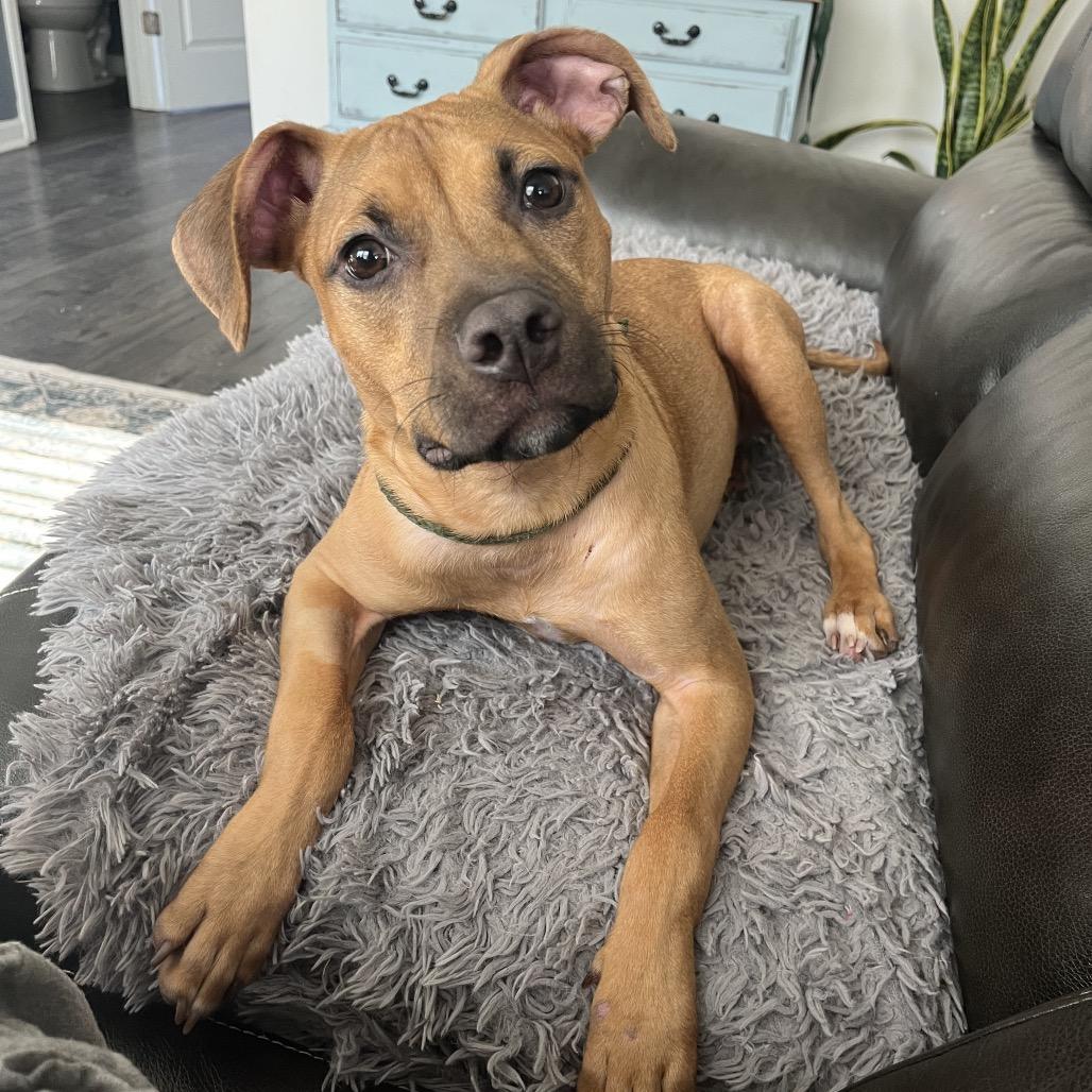 Rasta, Adoptable, Young Male Boxer & Mixed Breed.