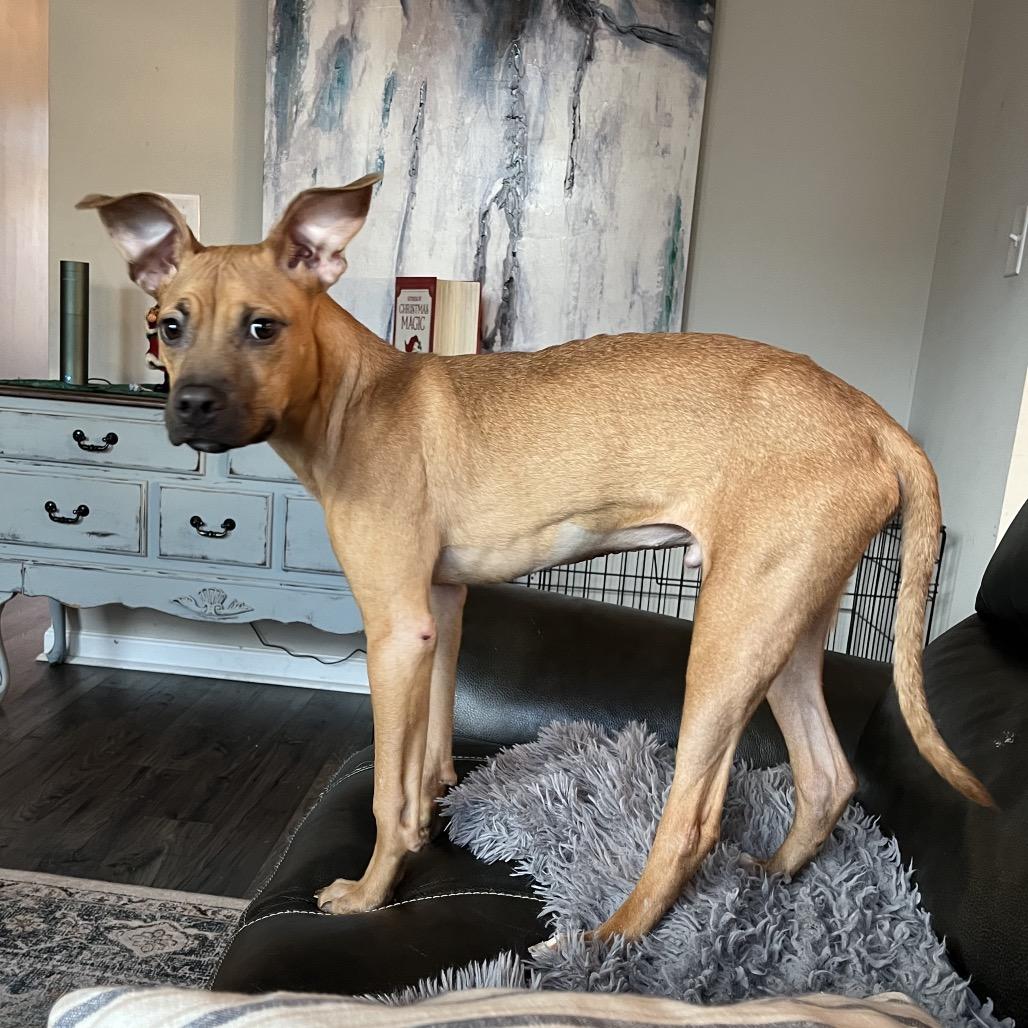 Enlarge Rasta, a Adoptable mixed breed in Fayetteville, GA image 2/6