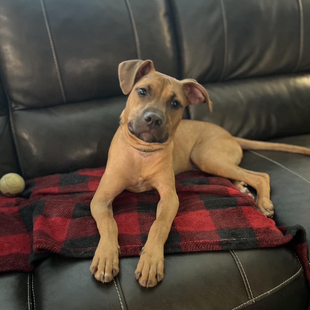 Enlarge Rasta, a Adoptable mixed breed in Fayetteville, GA image 3/6