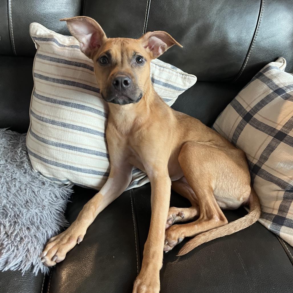 Enlarge Rasta, a Adoptable mixed breed in Fayetteville, GA image 4/6