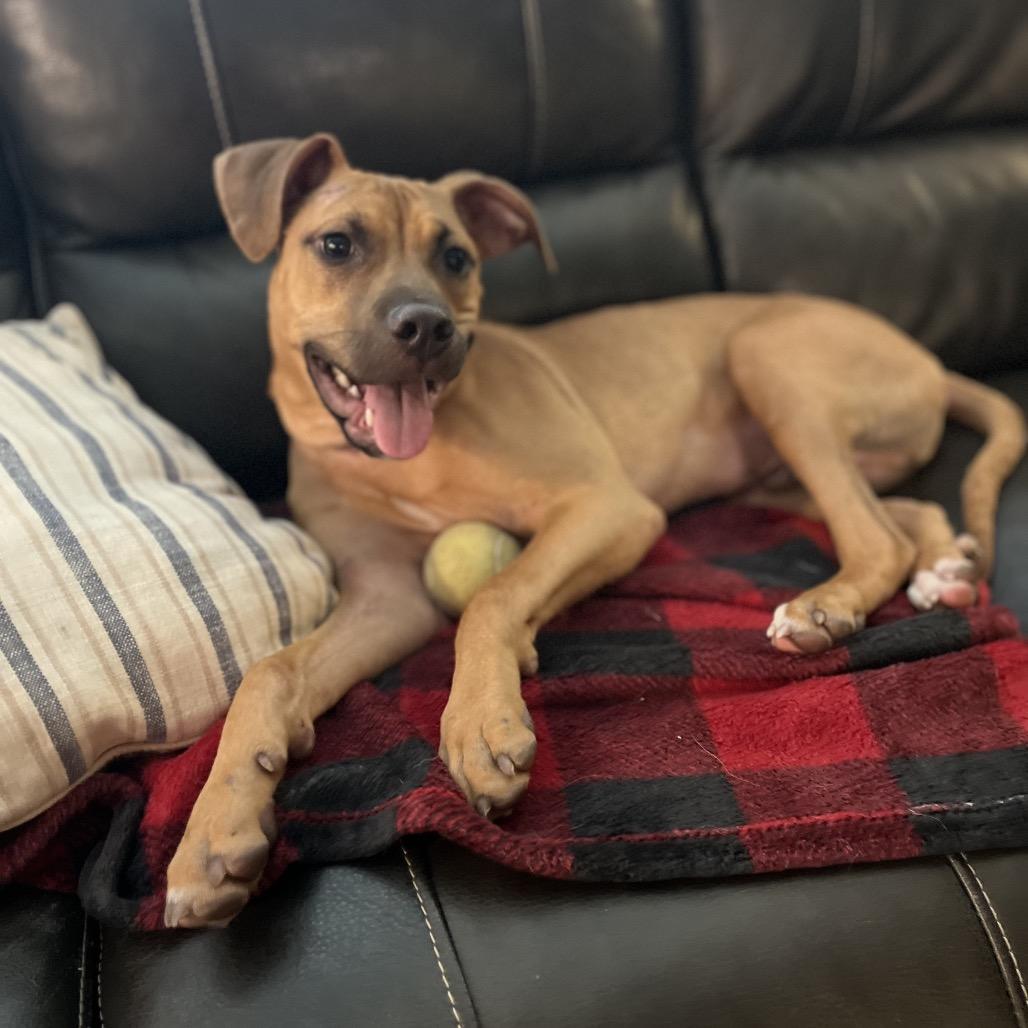 Enlarge Rasta, a Adoptable mixed breed in Fayetteville, GA image 5/6