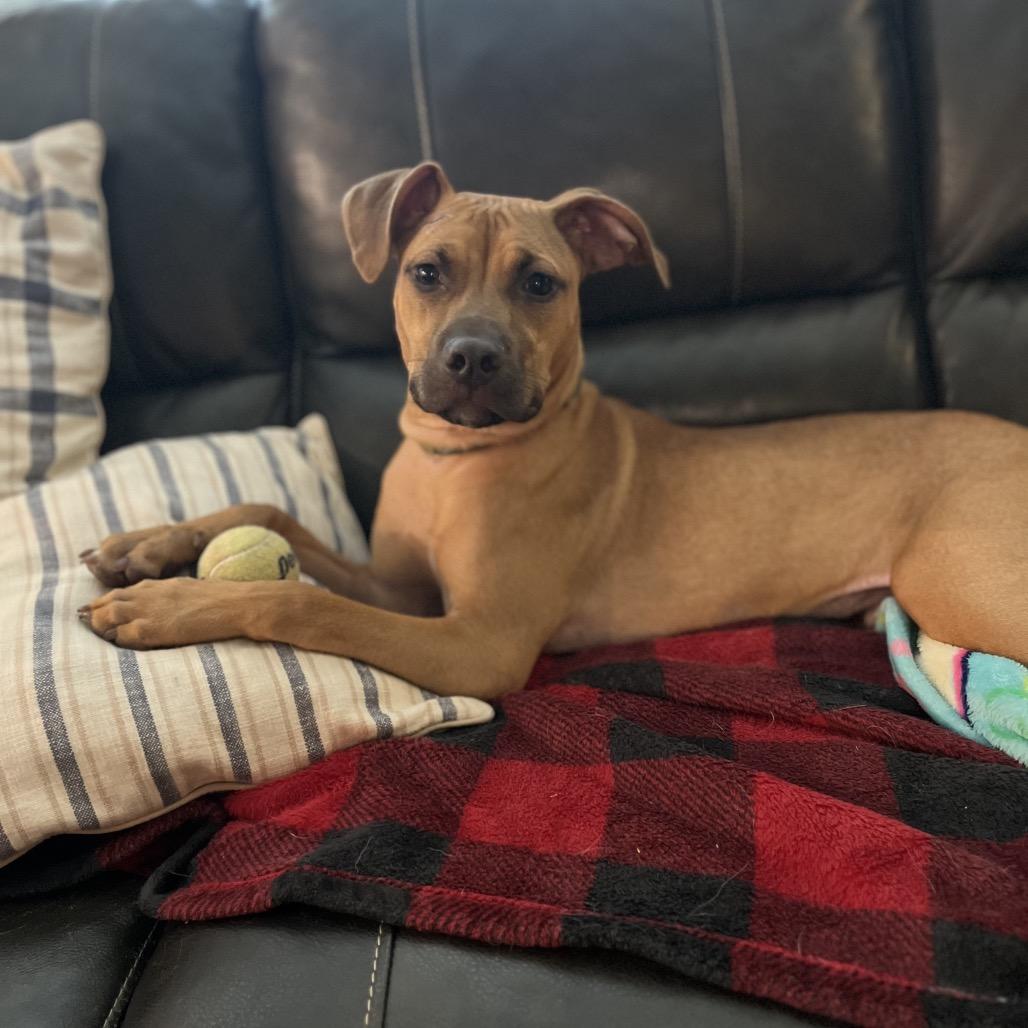 Enlarge Rasta, a Adoptable mixed breed in Fayetteville, GA image 6/6