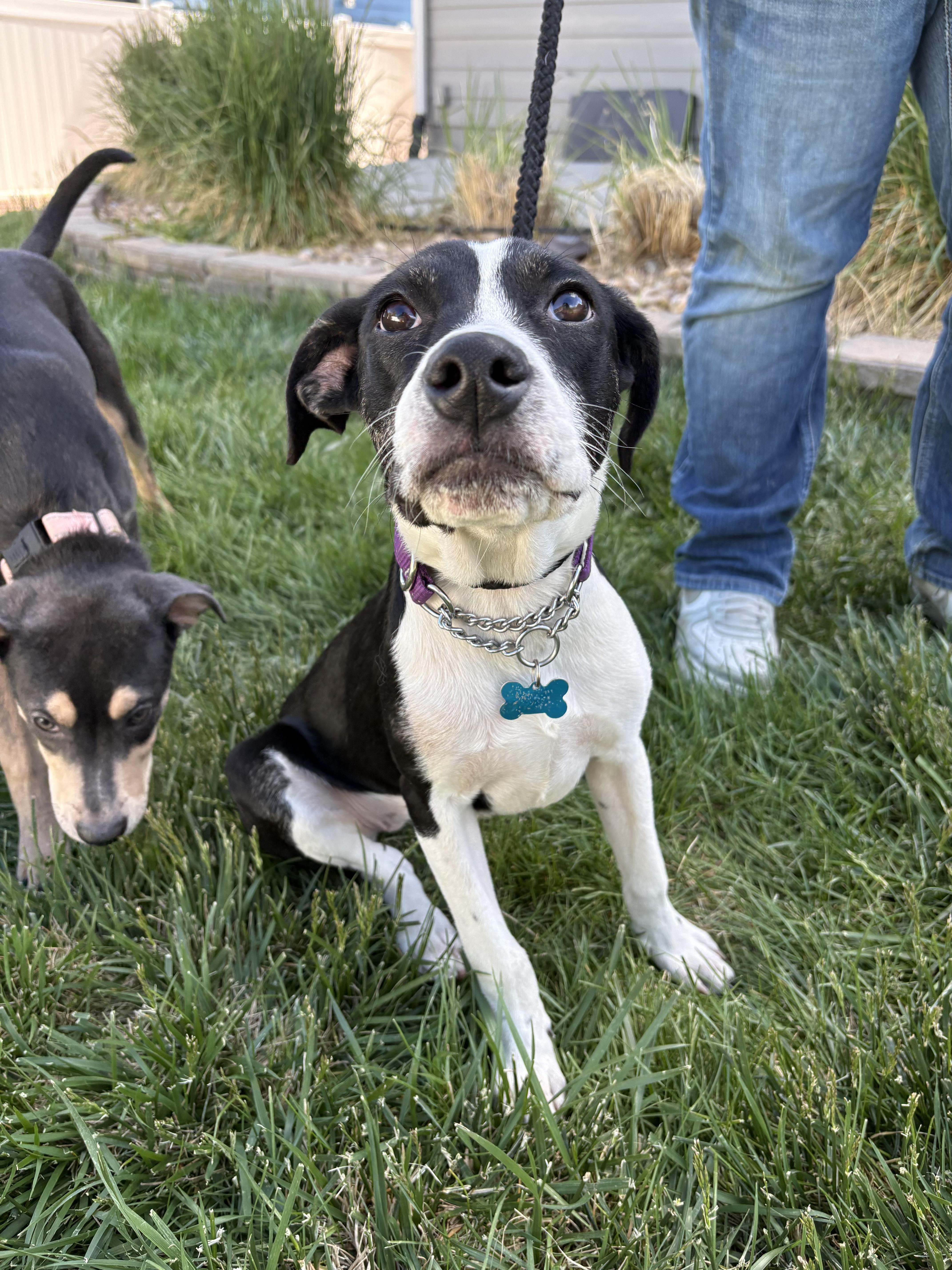 Enlarge Jazz, a ADOPTABLE mixed breed in Fort Collins, CO image 2/6