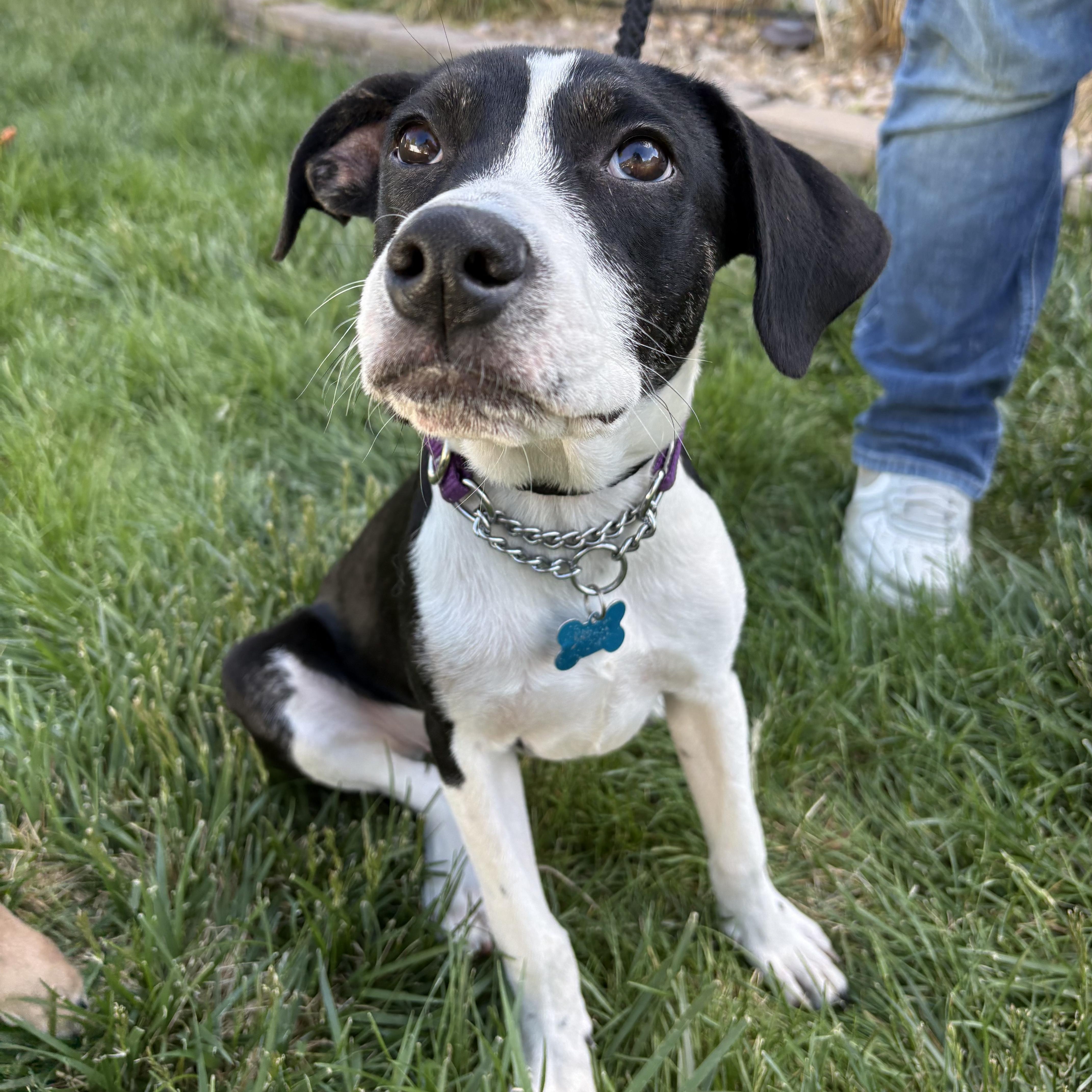 Enlarge Jazz, a ADOPTABLE mixed breed in Fort Collins, CO image 1/6