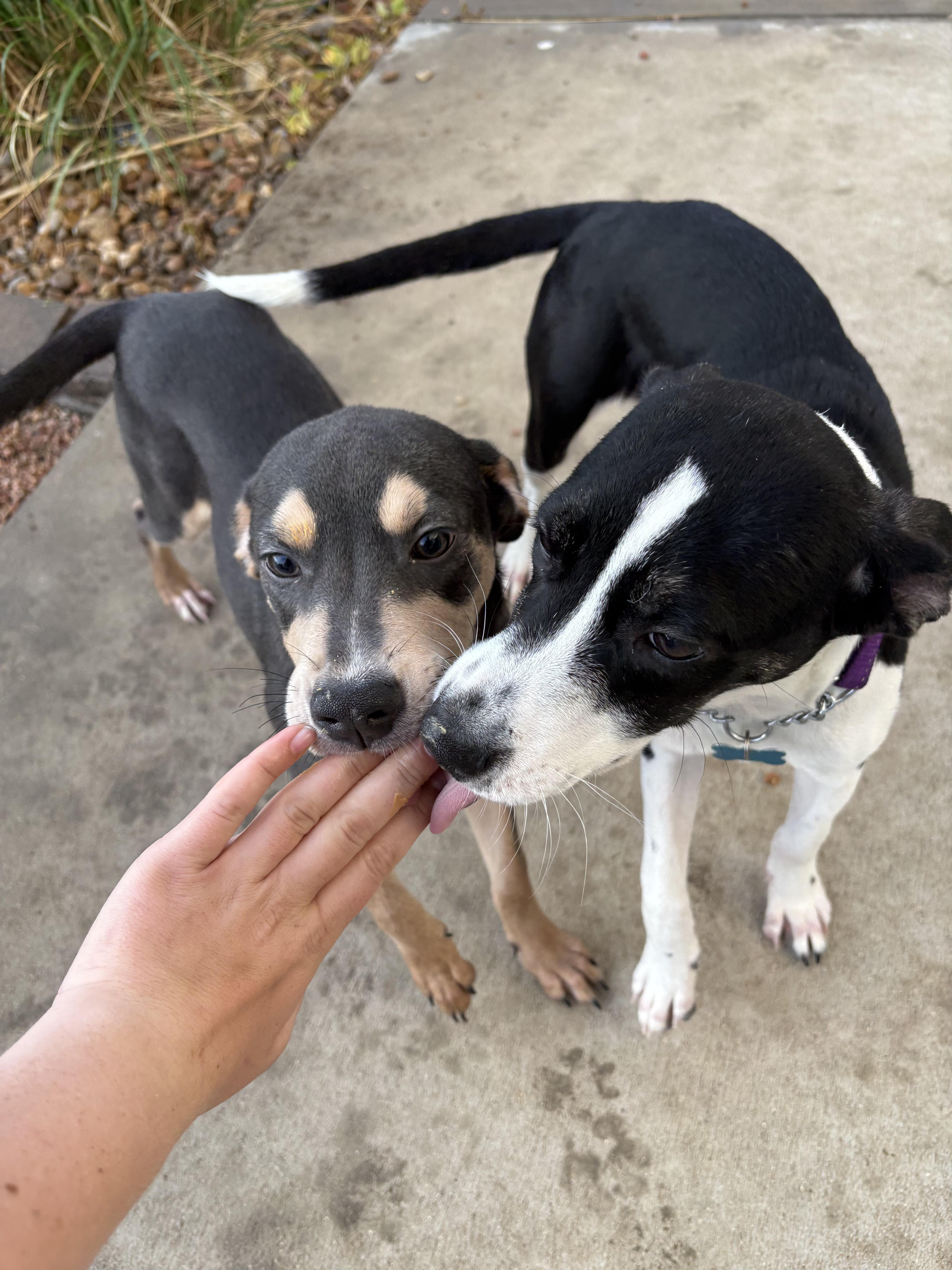 Enlarge Jazz, a ADOPTABLE mixed breed in Fort Collins, CO image 3/6