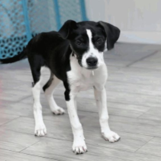 Enlarge Jazz, a ADOPTABLE mixed breed in Fort Collins, CO image 5/6