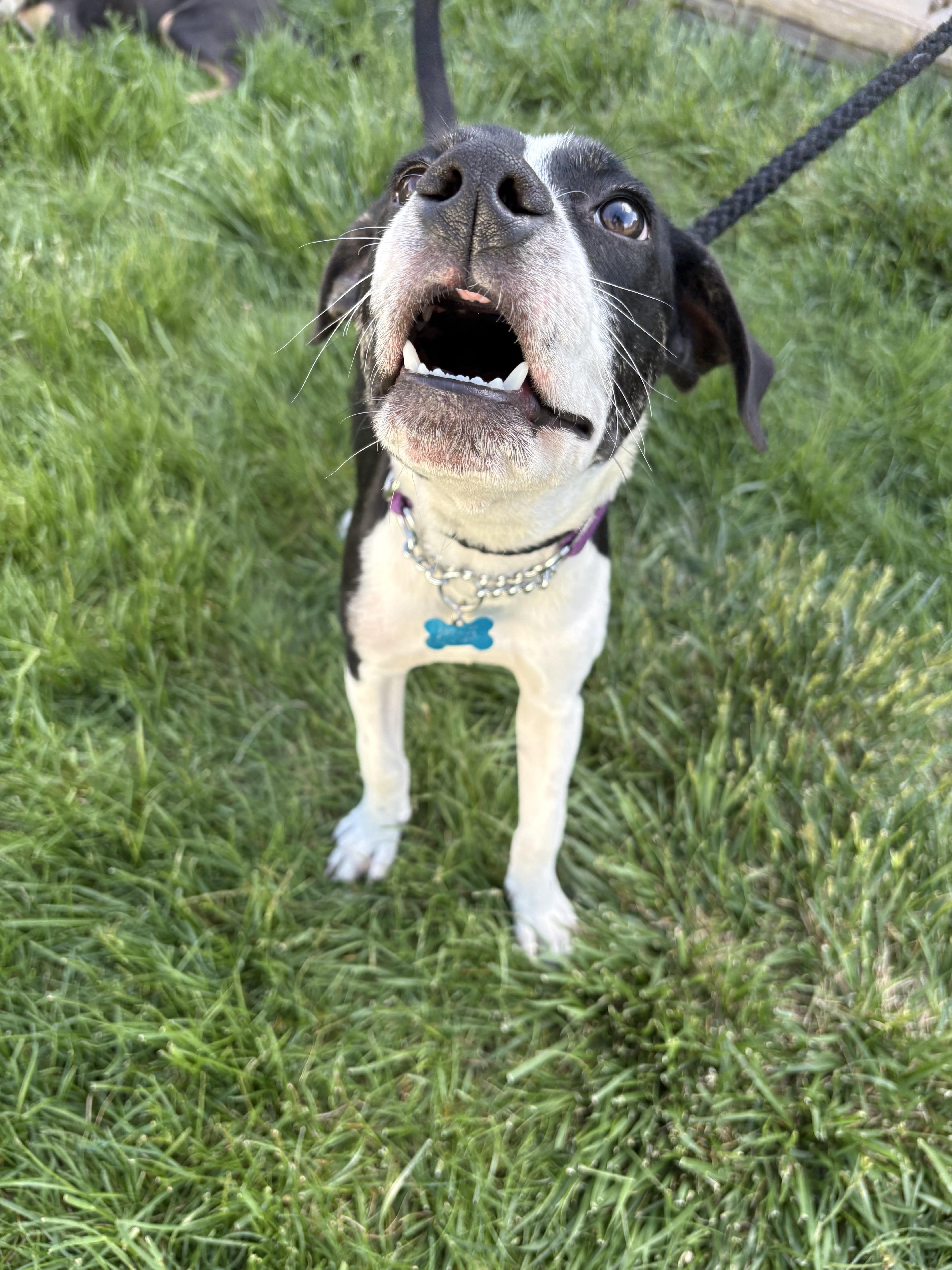 Enlarge Jazz, a ADOPTABLE mixed breed in Fort Collins, CO image 4/6