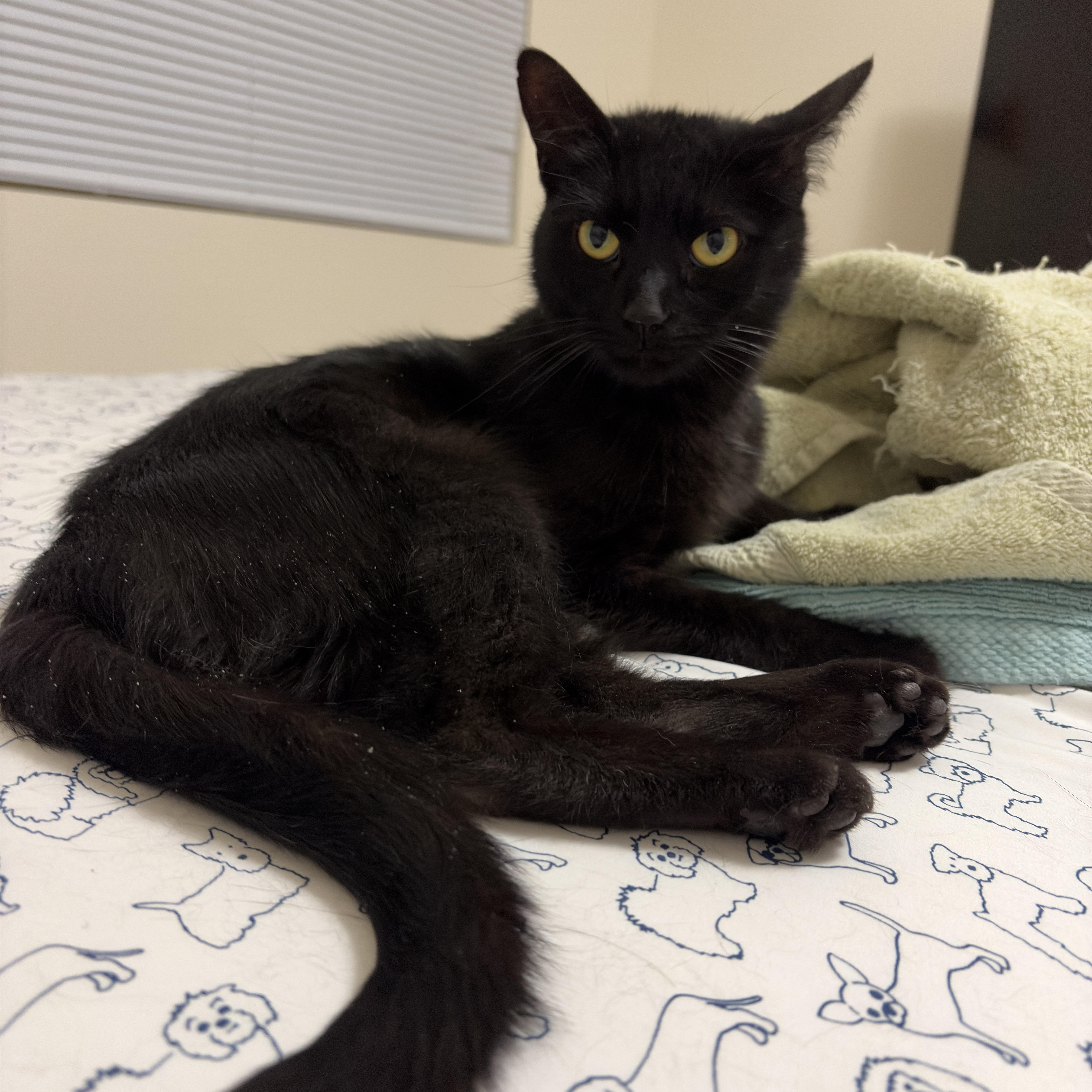 Enlarge Ink, a ADOPTABLE Domestic Medium Hair in Mineral Point, WI image 1/6