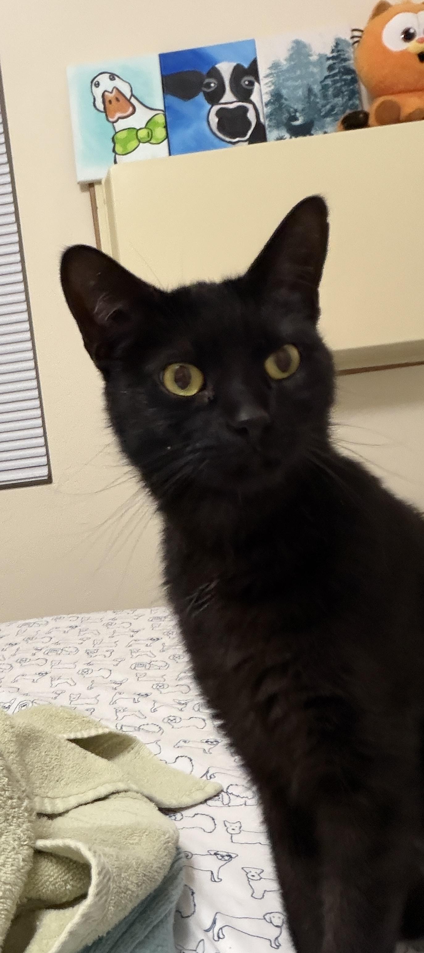 Enlarge Ink, a ADOPTABLE Domestic Medium Hair in Mineral Point, WI image 4/6