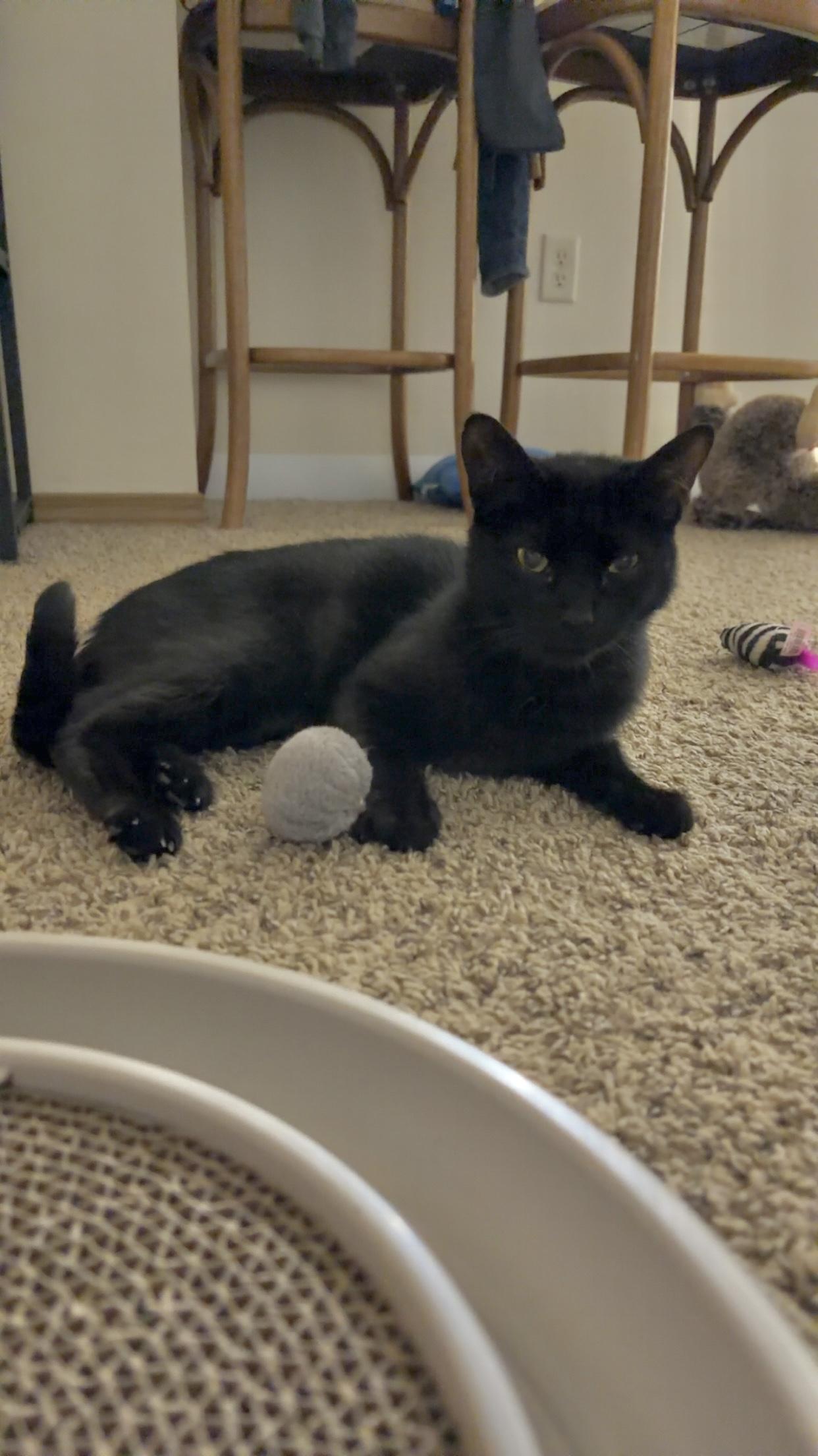 Enlarge Ink, a ADOPTABLE Domestic Medium Hair in Mineral Point, WI image 6/6