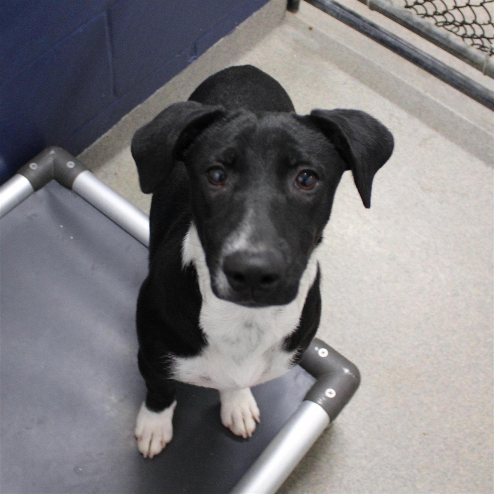 Brisa 4mo - older kids, Adoptable, Young Female Hound.