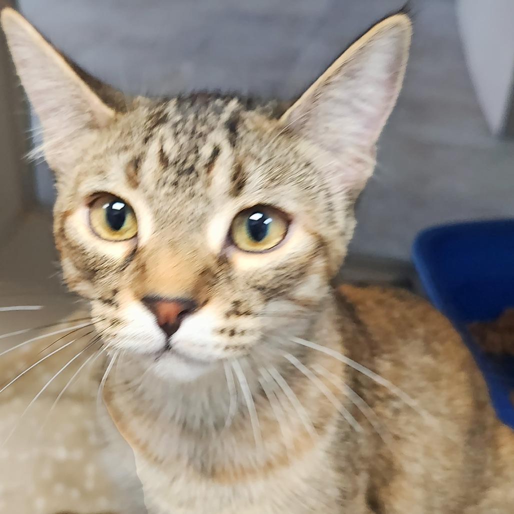 Bridget, Adoptable, Young Female Domestic Short Hair.