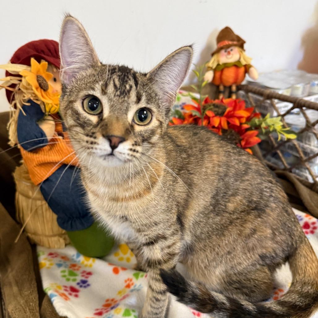 Bridget, a Adoptable Domestic Short Hair in Houston, TX image 2/3