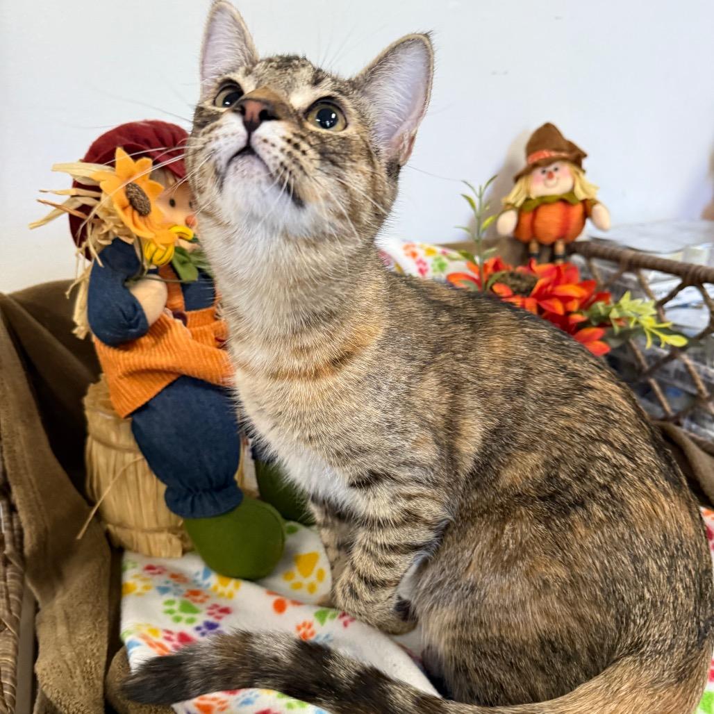 Bridget, a Adoptable Domestic Short Hair in Houston, TX image 3/3