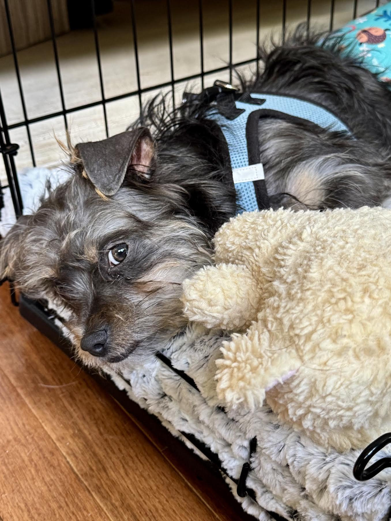 Kix, an adopted mixed breed in Cumming, GA image 4/6