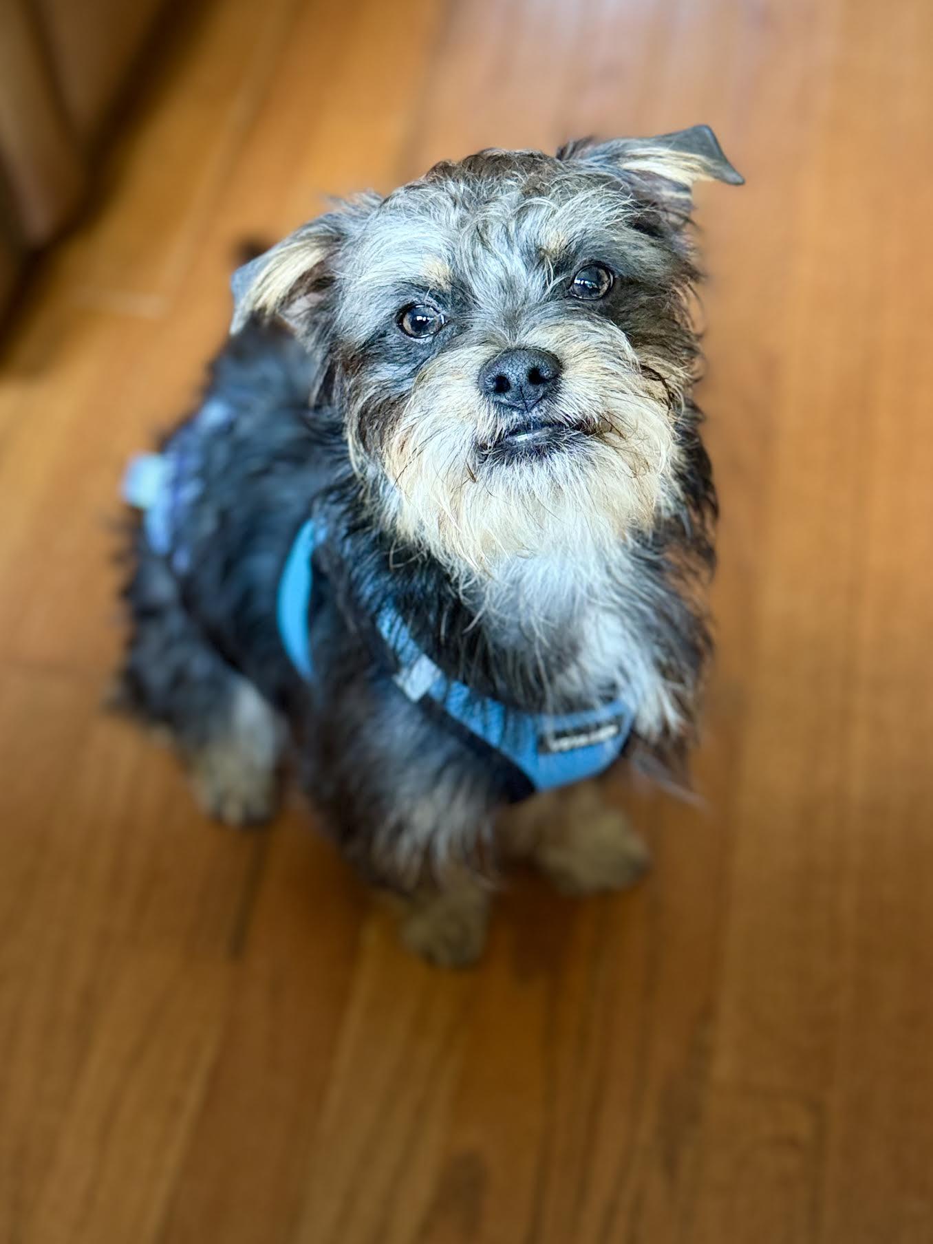 Kix, an adopted mixed breed in Cumming, GA image 5/6