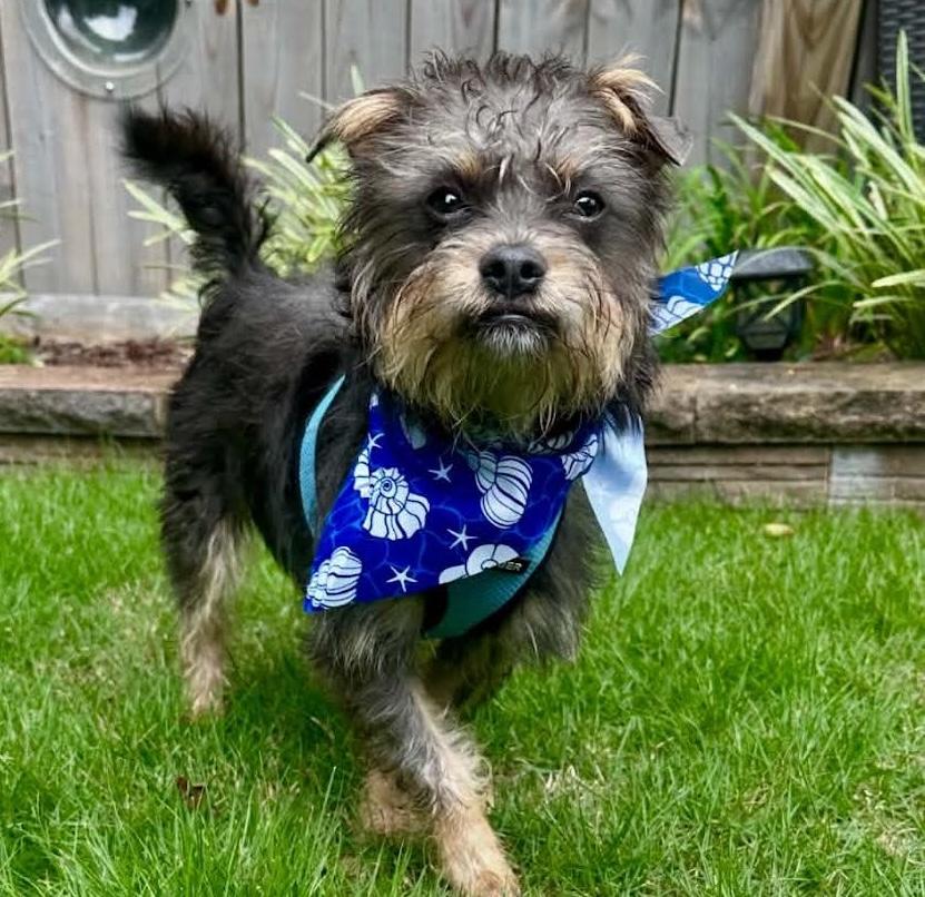 Kix, an adopted mixed breed in Cumming, GA image 6/6