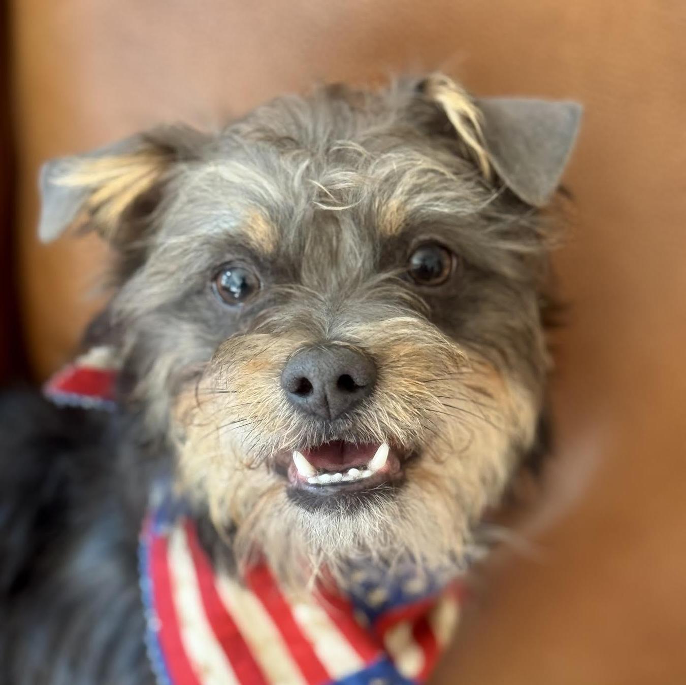 Kix, an adopted mixed breed in Cumming, GA image 1/6