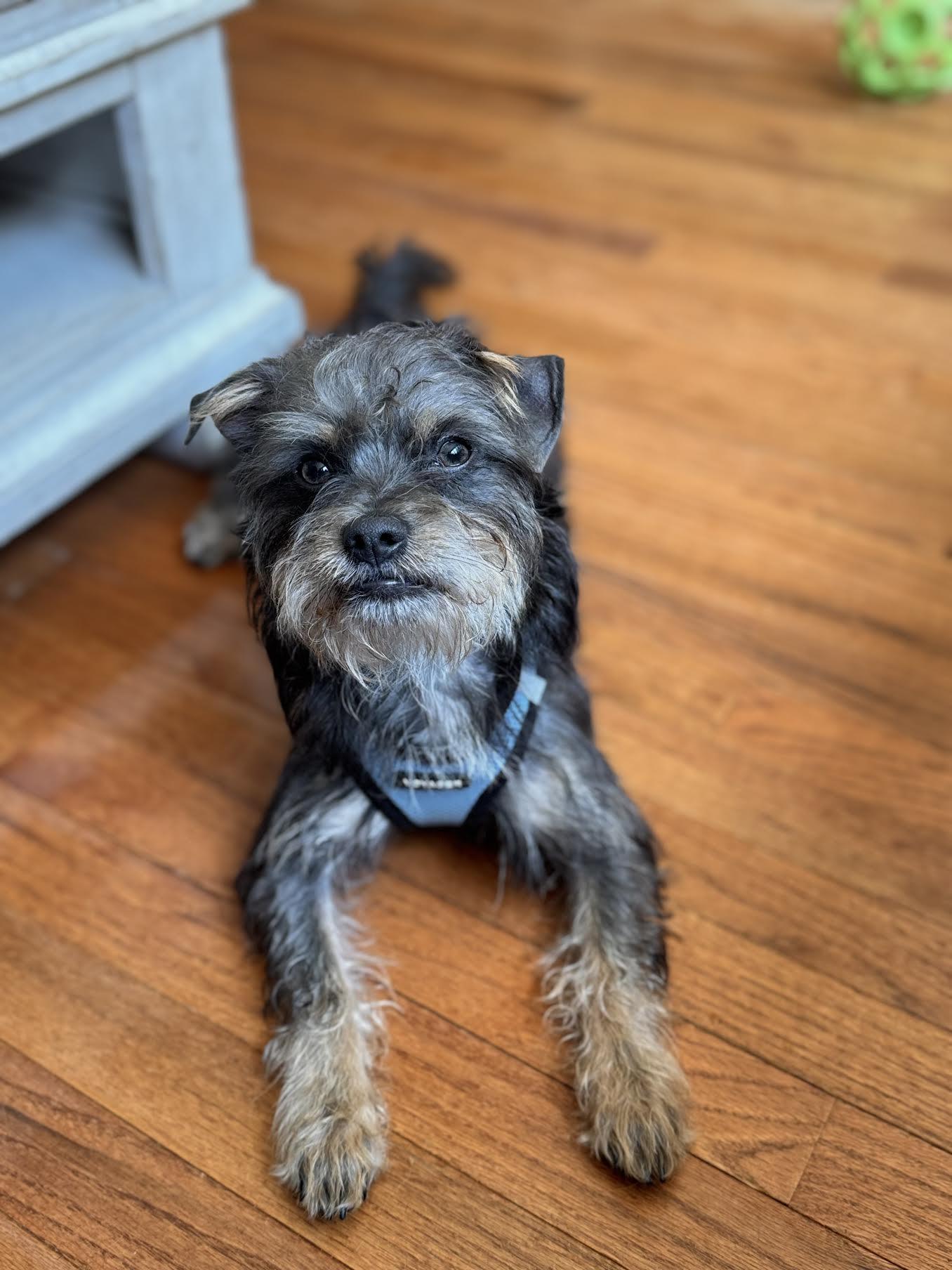 Kix, an adopted mixed breed in Cumming, GA image 2/6