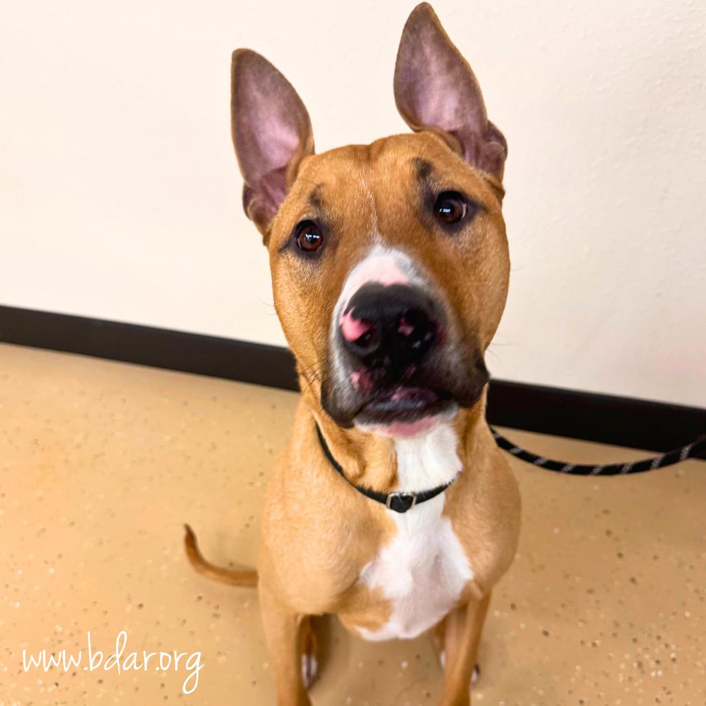 Toast, Adoptable, Adult Male Pit Bull Terrier.