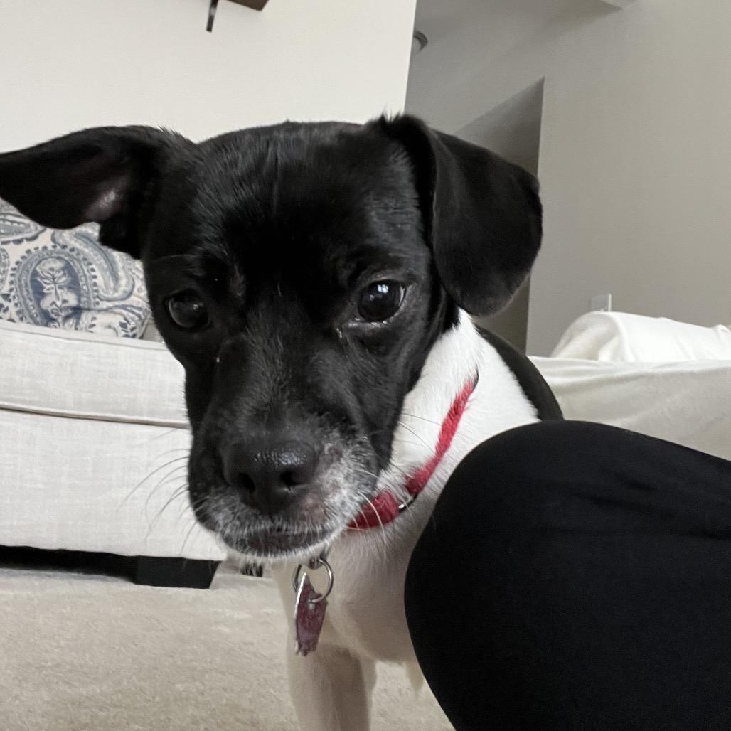 Enlarge Elliot, a Adoptable Terrier in Delaware, OH image 4/5