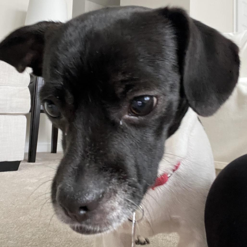 Enlarge Elliot, a Adoptable Terrier in Delaware, OH image 5/5