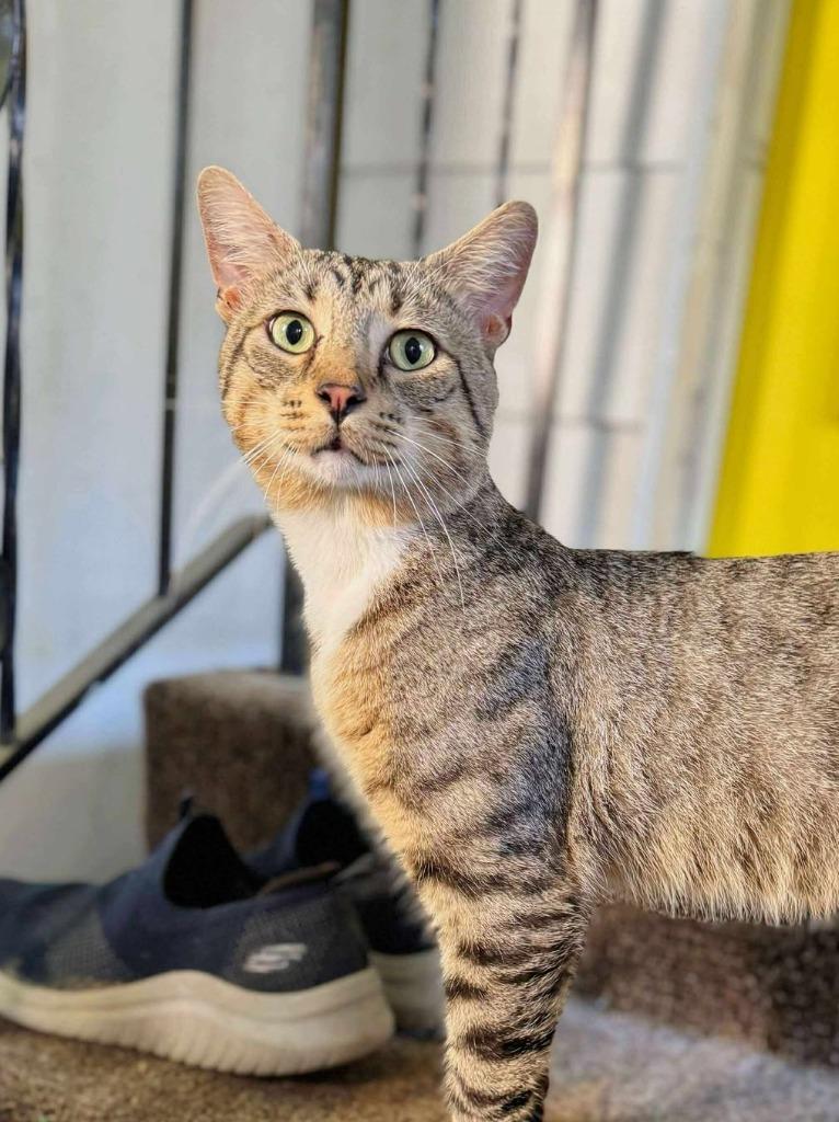 Titan, a Adoptable mixed breed in Effingham, IL image 2/5