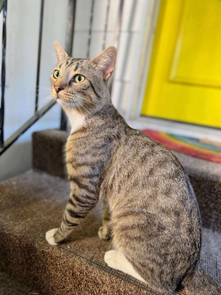 Titan, a Adoptable mixed breed in Effingham, IL image 3/5