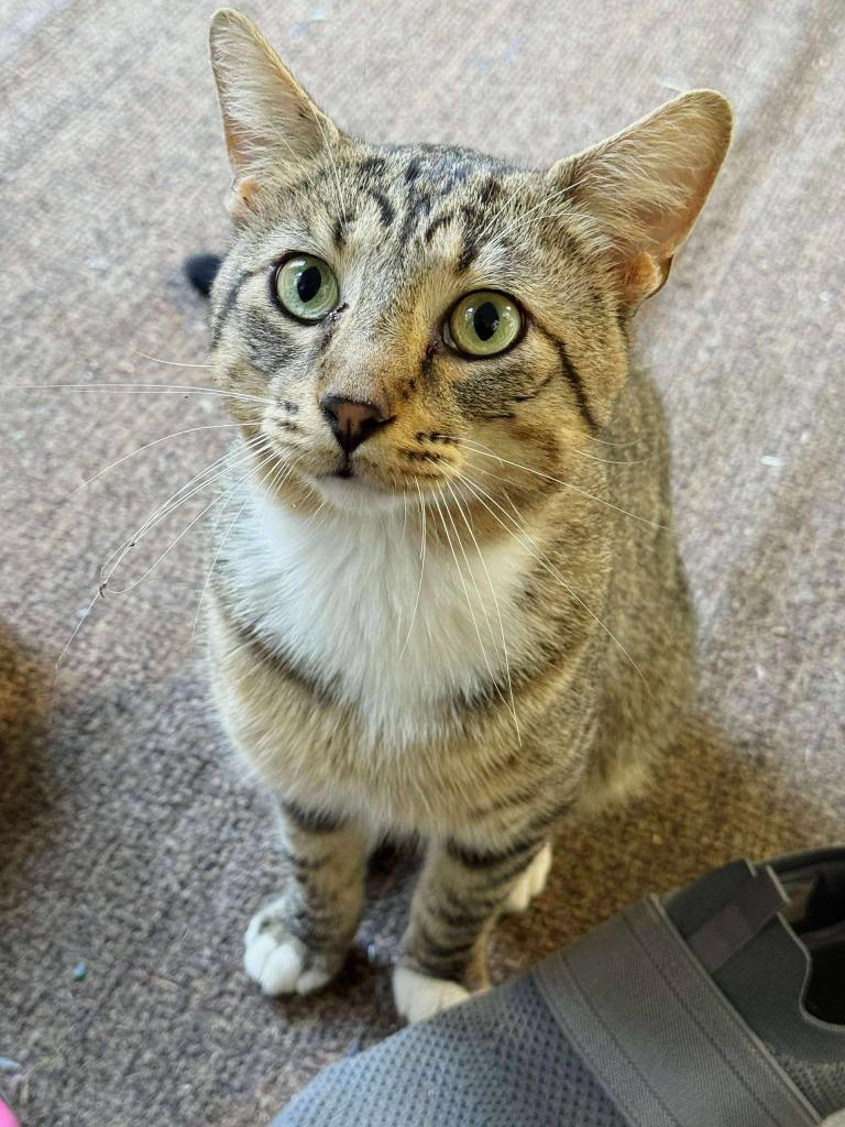 Titan, a Adoptable mixed breed in Effingham, IL image 4/5