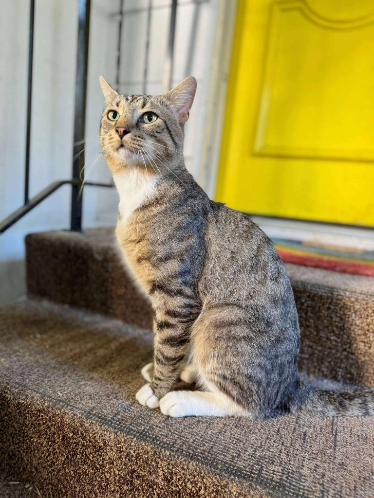 Titan, a Adoptable mixed breed in Effingham, IL image 5/5