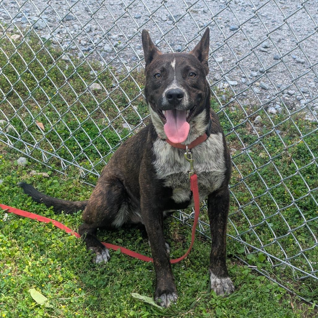Buzzer, Adoptable, Adult Male Cattle Dog.