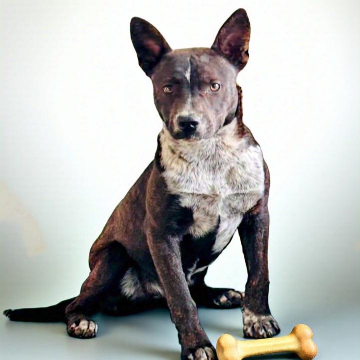 Enlarge Buzzer, a Adoptable mixed breed in Brownsboro, AL image 2/6