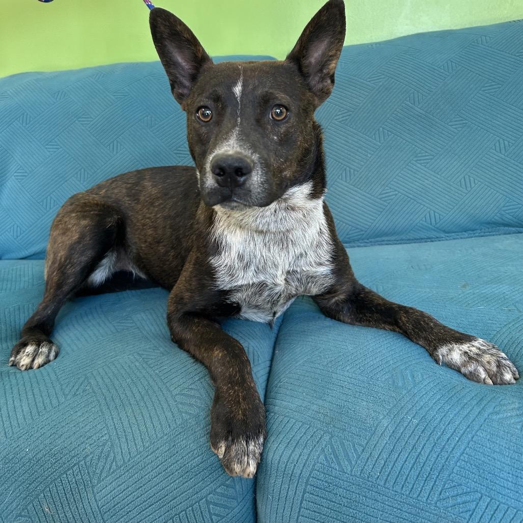 Enlarge Buzzer, a Adoptable mixed breed in Brownsboro, AL image 3/6